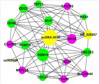  CNC（coding-noncoding gene co-expression）分析