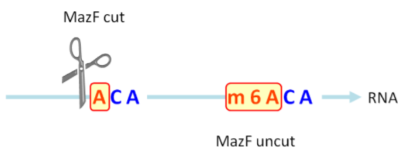 MazF 酶切割未甲基化的（ACA）序列而不切割甲基化的（m6ACA）序列